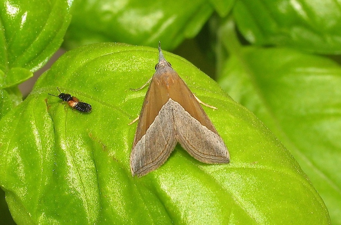 IHypena (Hypena) lividalis  (Erebidae)